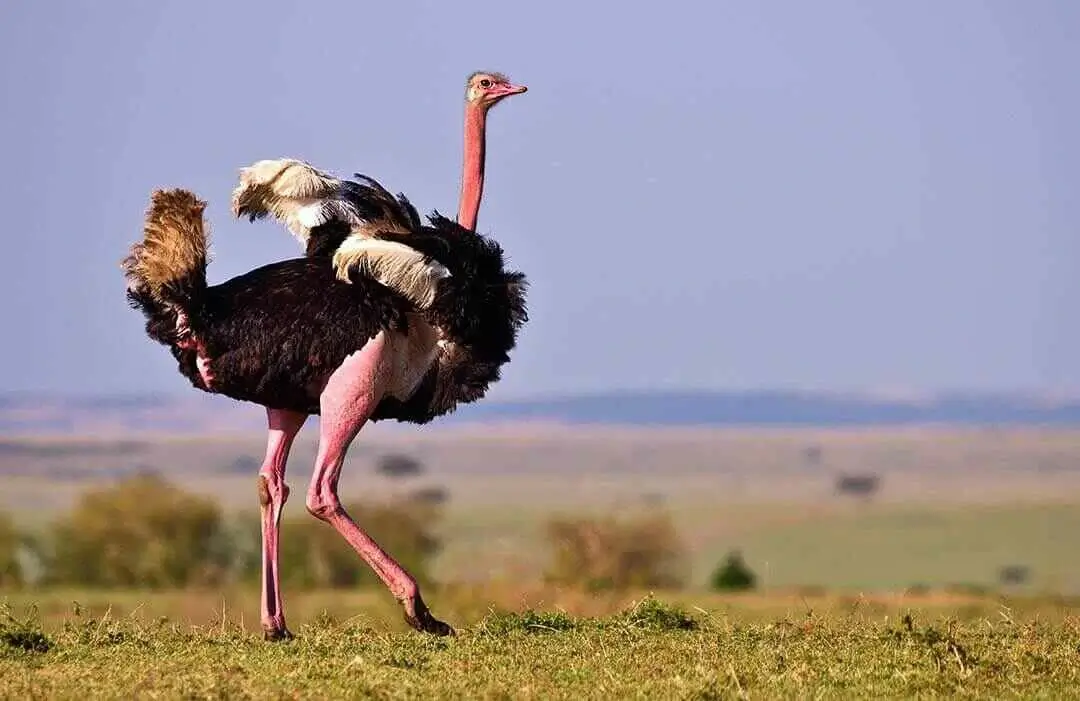 Maasai Ostrich